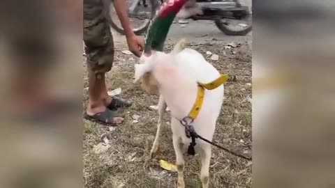 Hilarious_Animal_Qurbani_2Bakra_Eid_2023_Anari_Kasai_viral_videos____Israr_ RehmanAnass12