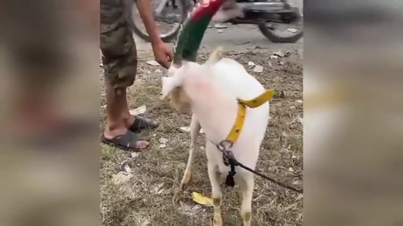 Hilarious_Animal_Qurbani_2Bakra_Eid_2023_Anari_Kasai_viral_videos____Israr_ RehmanAnass12