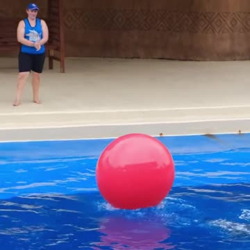 Dolphin - Intelligent and social