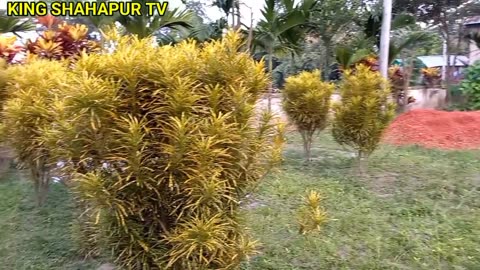 কিং শাহ্পুর উওর পাড়া জামে মসজিদ পর্ব ১০ পরিচালনা কিং শাহ্পুর টিবি প্লিজ লাইক কমেন্ট শেয়ার এন্ড