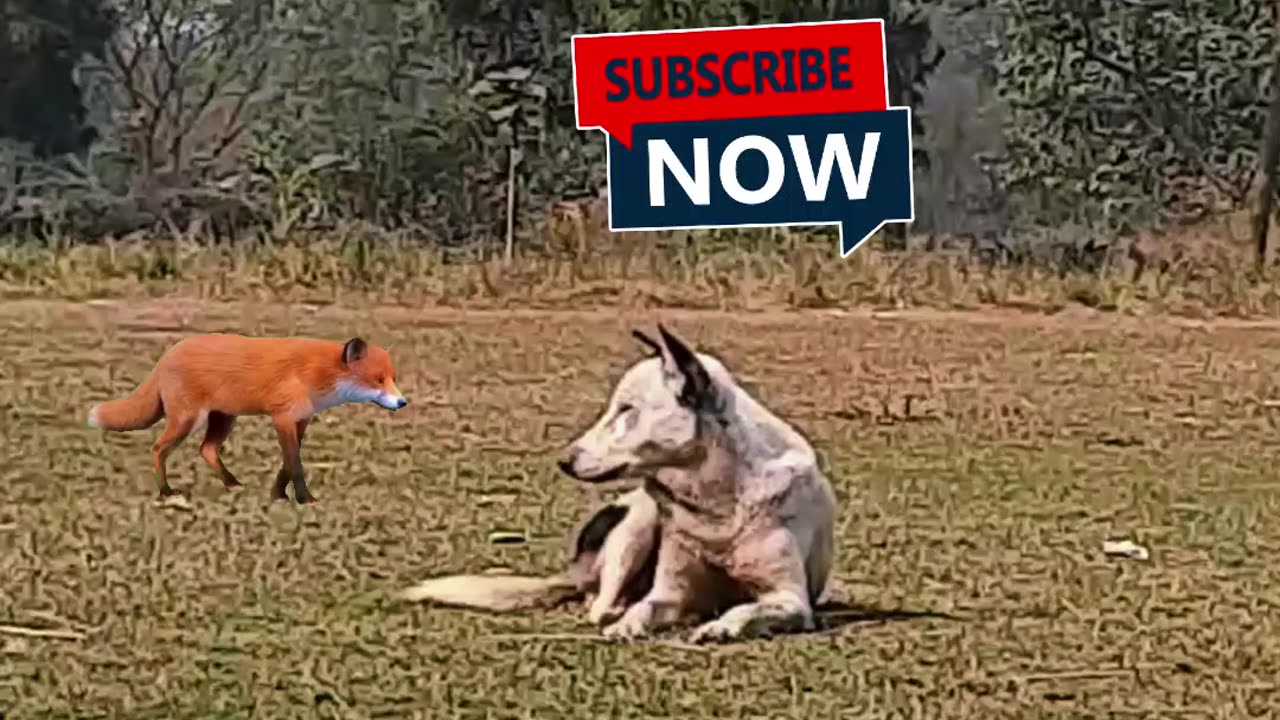 🤣 Fox vs Dog Moments 🔱