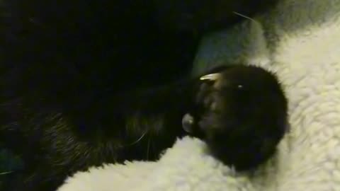 Cat Dreaming. #Cat #motivation