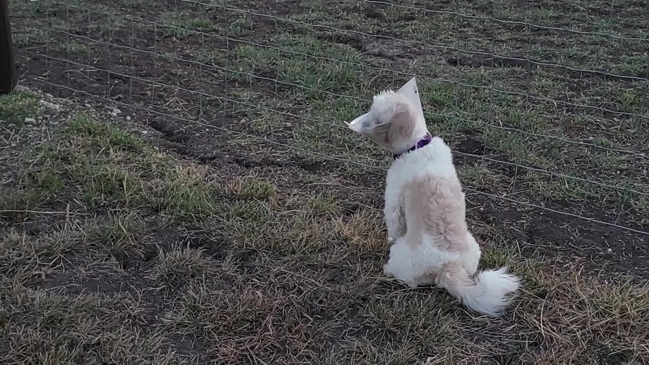 Our new dogs exploring their surroundings.