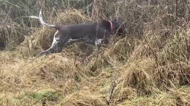 Chasing rabbits in the fog