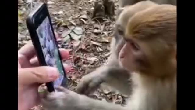 monkey funny video