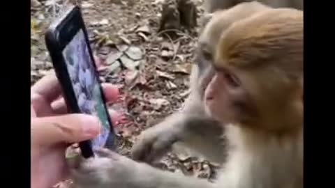 monkey funny video