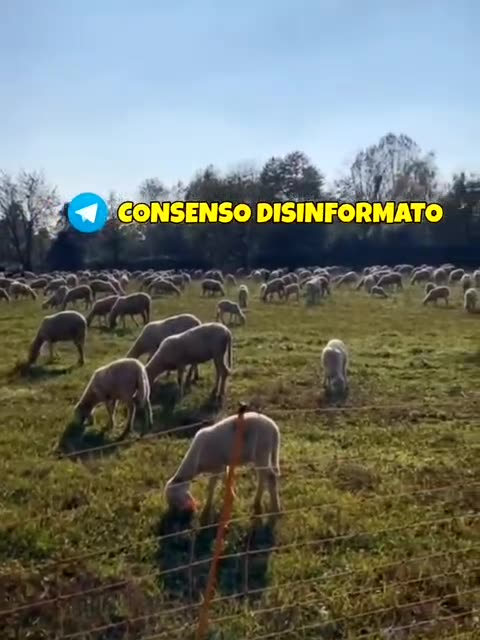 🐑 UN SUCCESSONE!!!! 💉