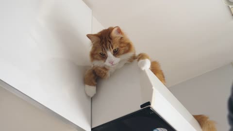How I Trained My Cats