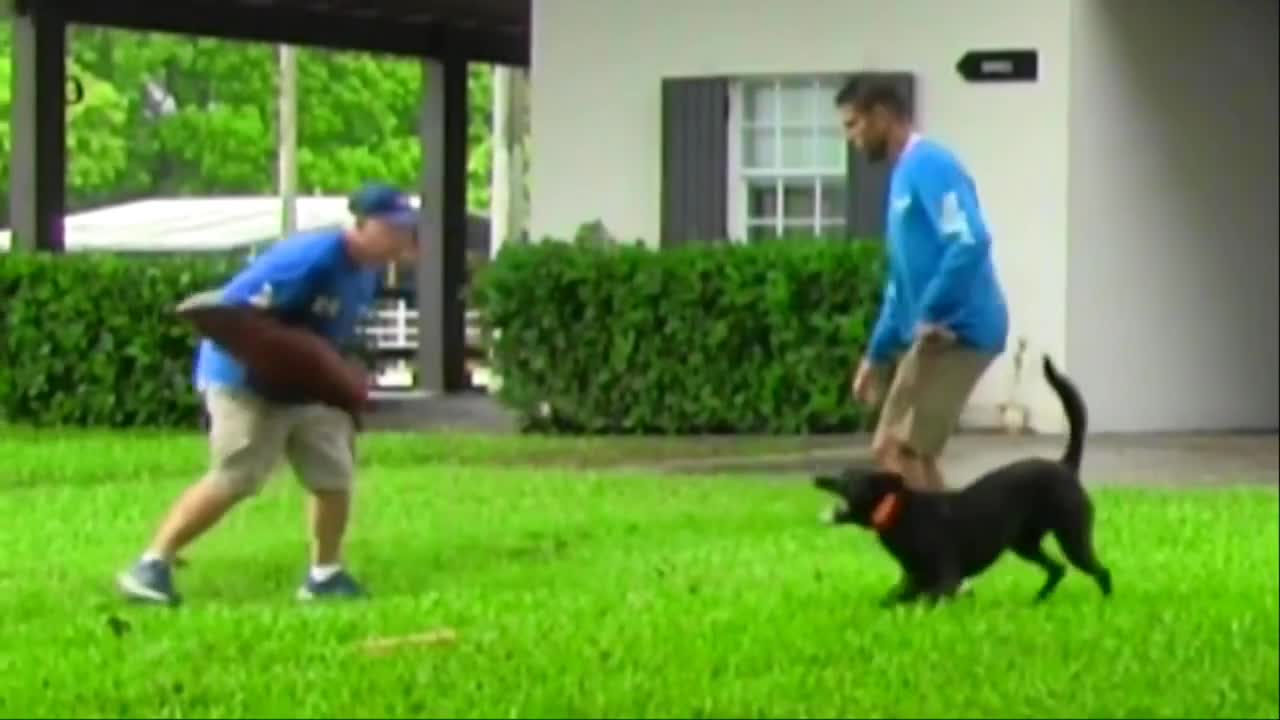 Protection dog sent to cut off attack of another family members