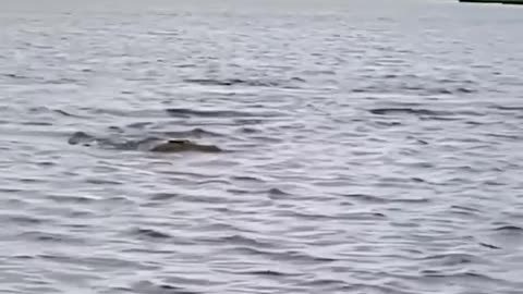 Impala Swims for Its Life from Crocodile