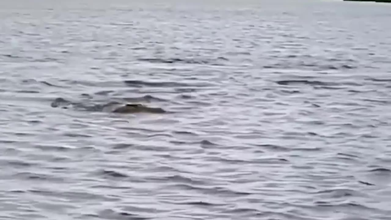 Impala Swims for Its Life from Crocodile