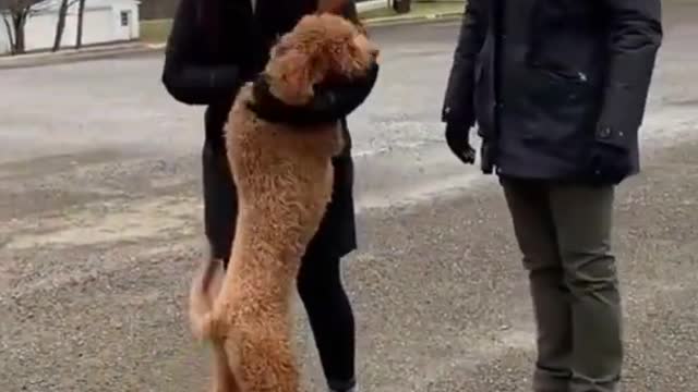 Animals Reunited With Owners AFTER YEARS!