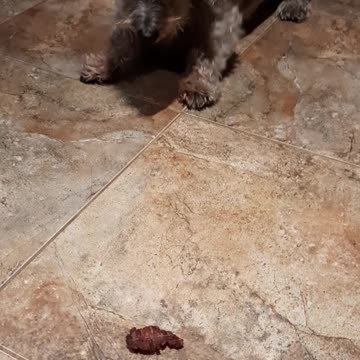 Chewy begs for food