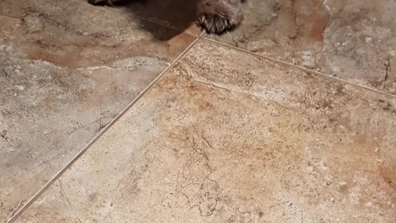 Chewy begs for food