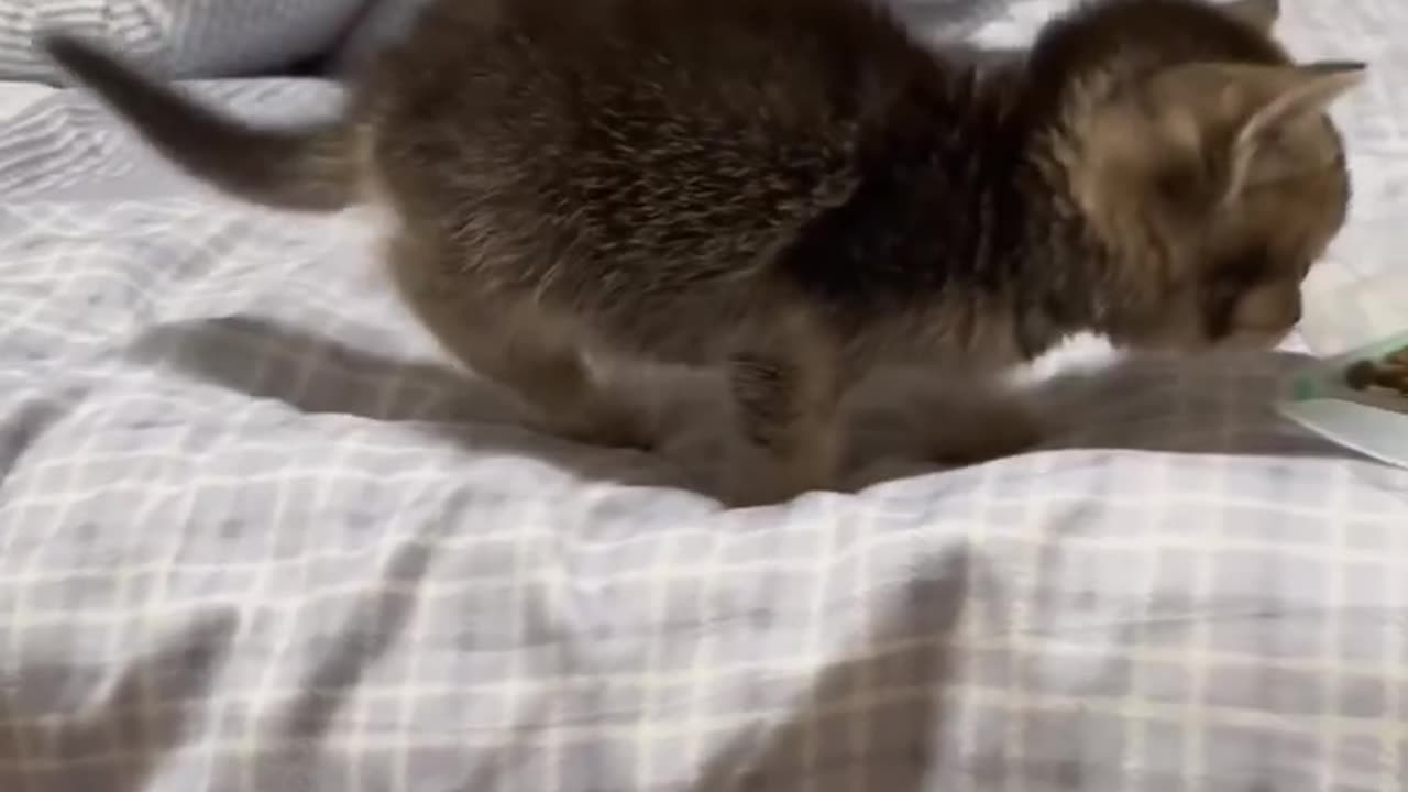 Beautiful baby cat eating dinner with my mom.😲😲