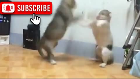 Very Funny Cats Fight