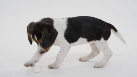 Cute Dog Status Dog Funny Video Cute Animals Status Crazy Dog World Cutest Animal