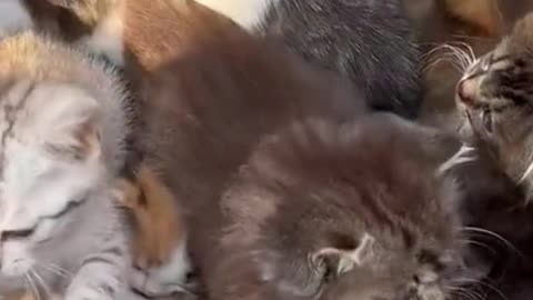 I love cats forever!，A gift from heaven