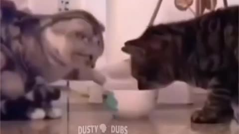 So Cute Baby Cats kids video 😻 | #shorts #viral
