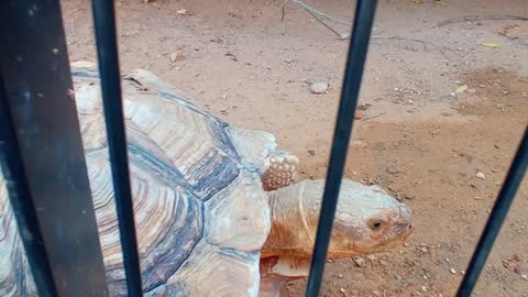 HUGE FAT TORTOISE TRYING TO ESCAPE AFTER TORTOISE STEALS HIS FOOD SPIKE GOES CRAZY-8