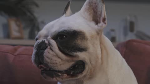 Bull dog 😡 angry