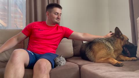 How a German Shepherd and a Kitten Became Friends-19