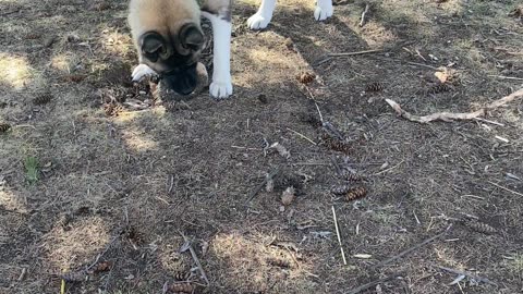 Akita's love hedgehogs