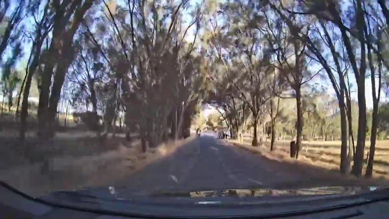 Driving Past Tree Tunnel Wedding at Yoothamurra Homestead Short