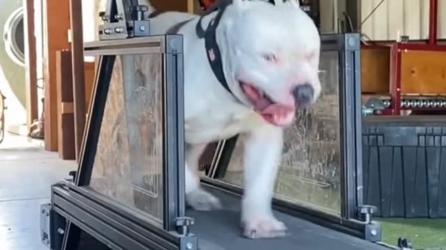 This dog is trying to lose weight 😳| #funnyvideo of dog