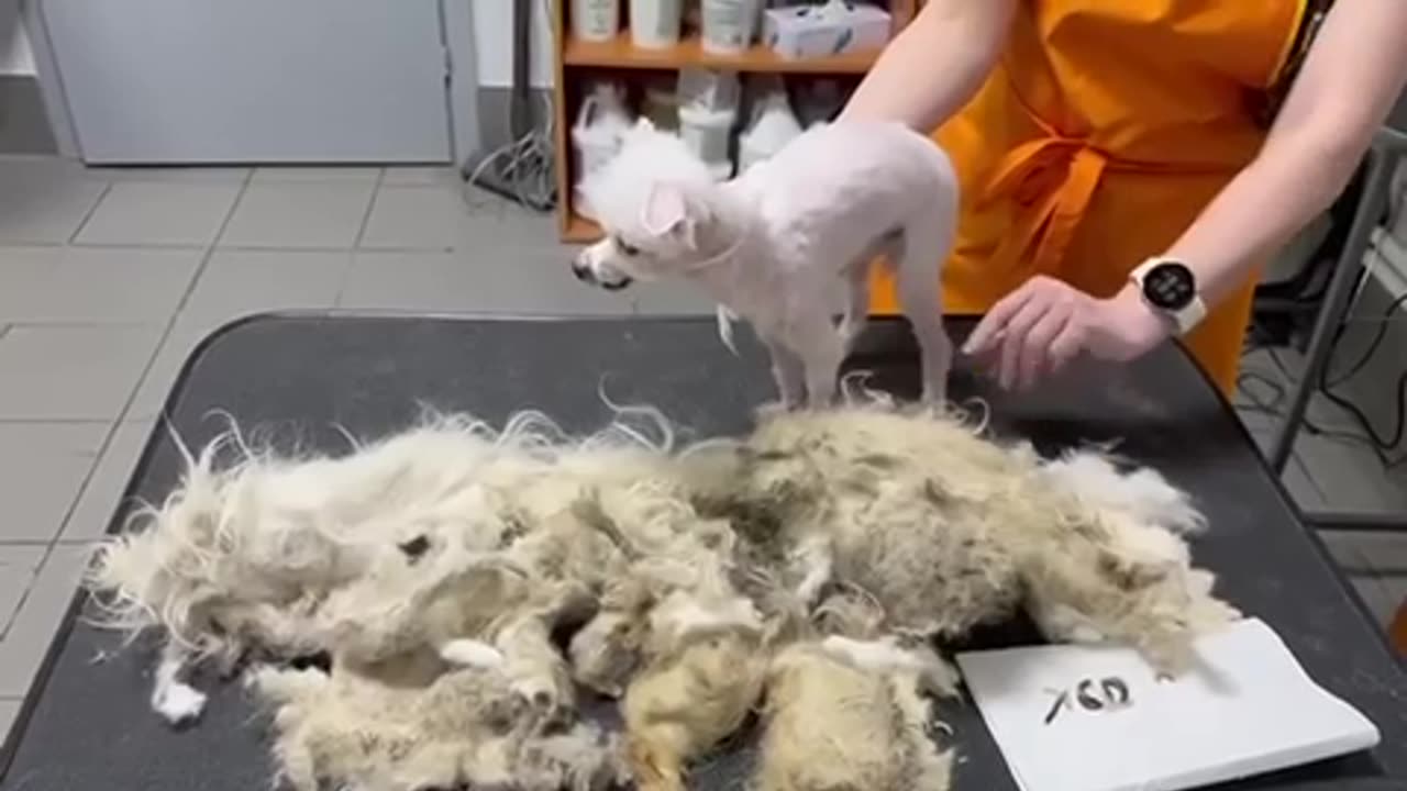 Tiny dog is saved from extreme matted fur