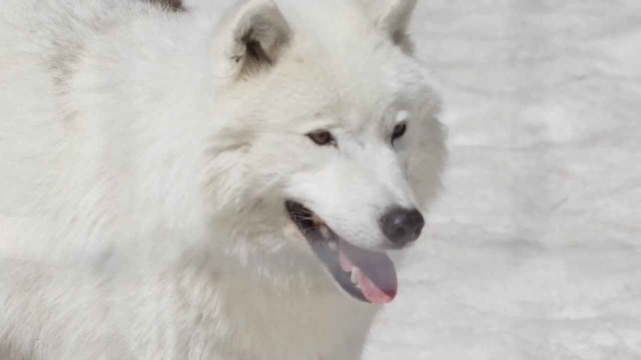 Lobos os Predadores Mais Misteriosos da Natureza