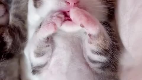 OMG So Cute Cats ♥ Best Funny Cat ❤️🐈Videos 2021 #shorts