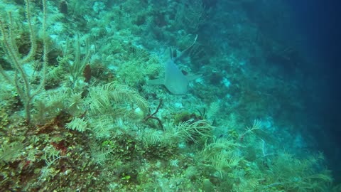 Drive By Mischievous Nurse Shark