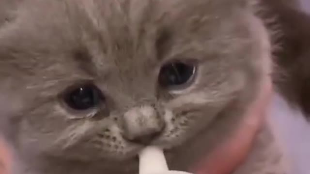 so cute cat 🐈❤️ new video one like this cutie ❤️#youtubeshorts #catlover #animals