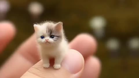 Cute cat video