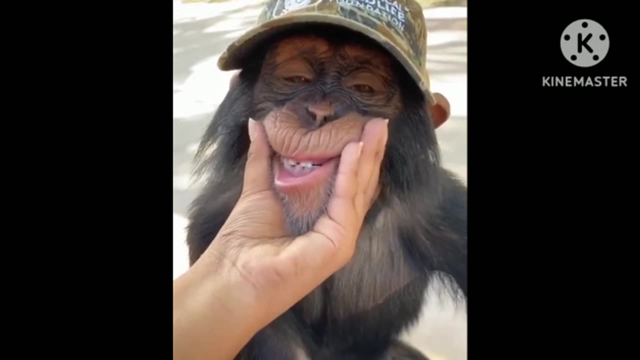 Monkey smile ##😀😀😀###Funny#Short vedio😀🐒🐒🐒🐒