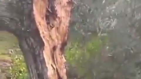 This olive tree was split in half and moved 10 meters apart by the earthquake in Turkey