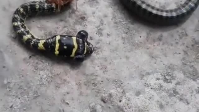 ants attack venomous snakes