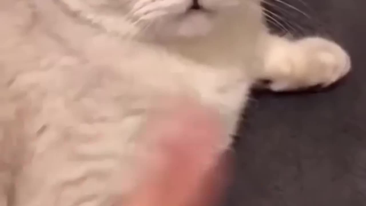Cute and funny cat & dog video compilation