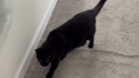 Cute Precious Piper Makes Her Security Guard Rounds - Adopting a Cat from a Shelter Vlog