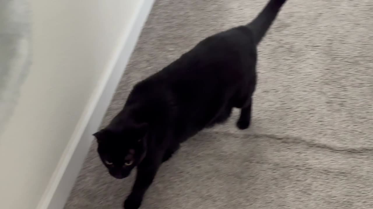 Cute Precious Piper Makes Her Security Guard Rounds - Adopting a Cat from a Shelter Vlog