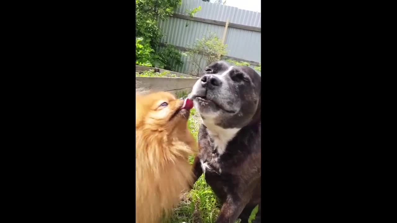 The Funniest Cat Videos You'll See This Week.