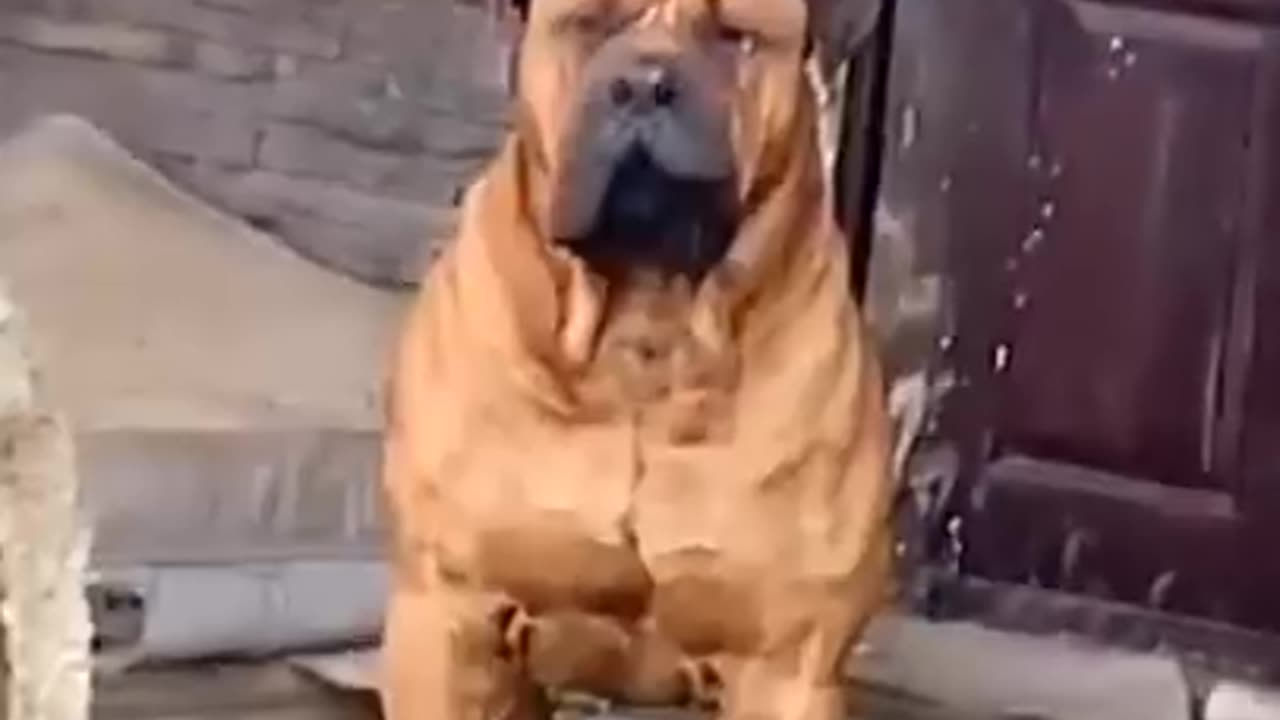 World dangerous dog