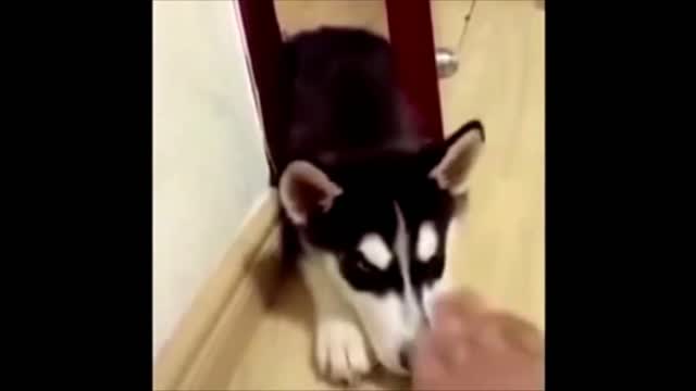 Cute Baby Animals