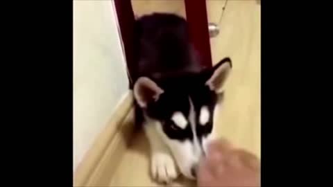 Cute Baby Animals