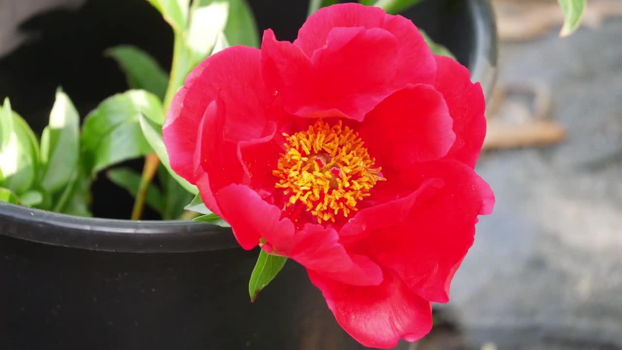 FULL PEONY TOUR: Peony Garden Tour