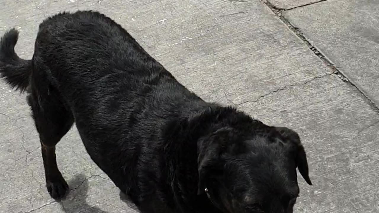 Tobi Gets a Snack and Barks at a Car 🐕🇨🇱