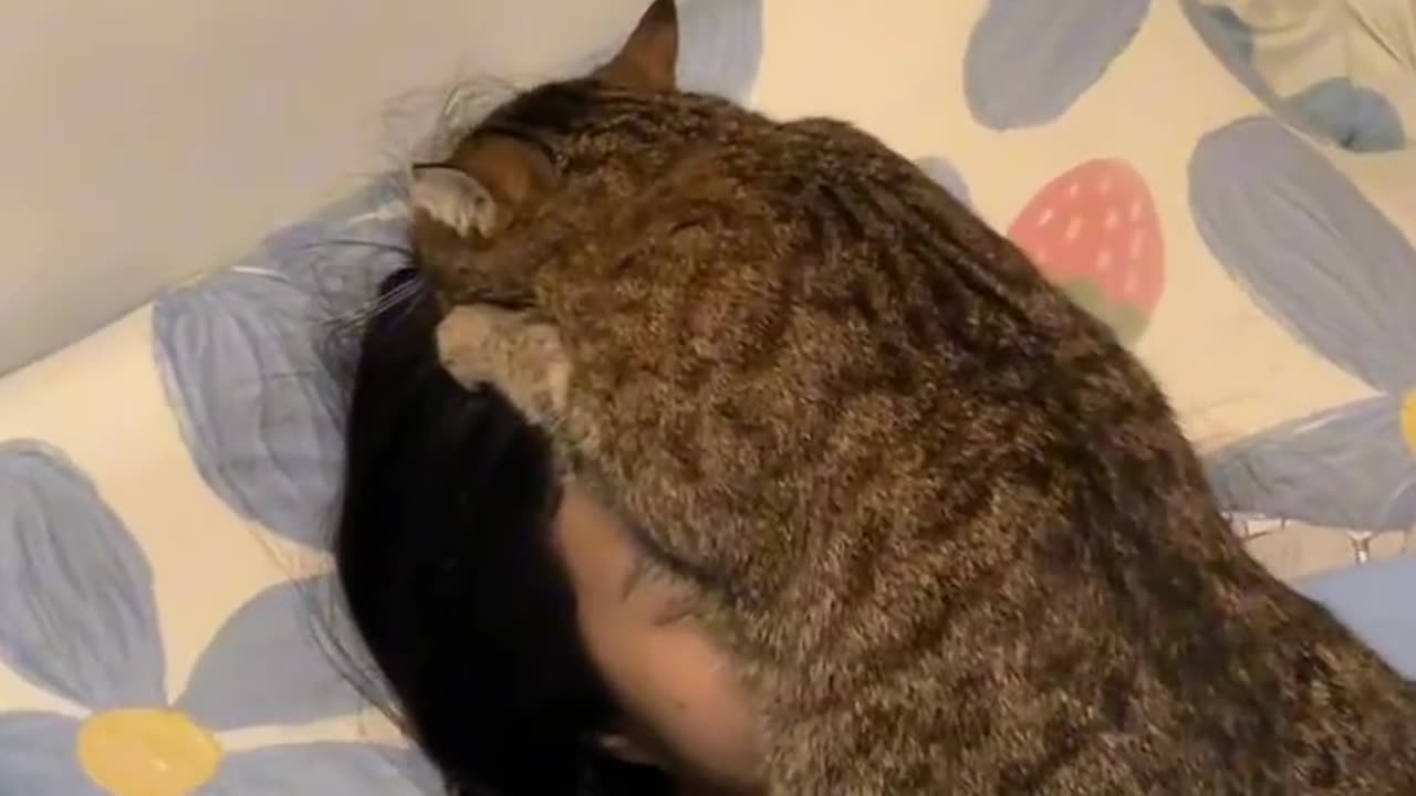 Cat Face Hug