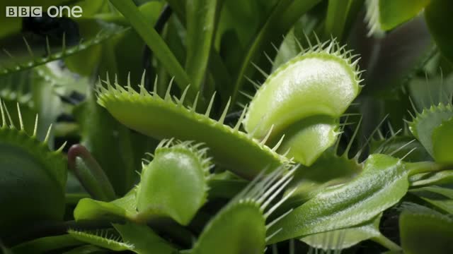 Hungry Venus flytraps snap shut on a host of unfortunate flies Life - BBC