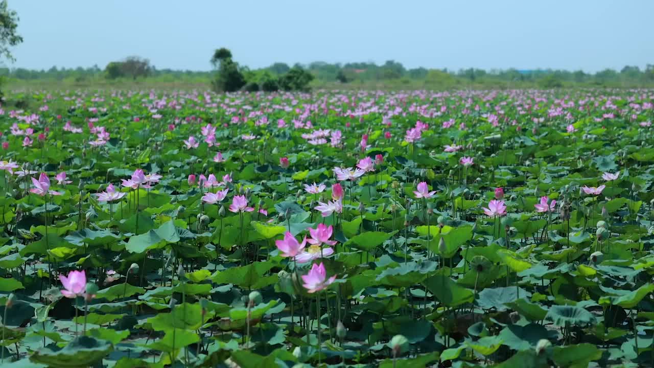 Harvest Lotus root and pick fruit for cooking